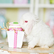 Hoppy Birthday Bunny Birthday Party Printables Collection
